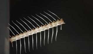 沒有較丑只有更丑，論國產車標較丑屬哪家，看完這些你就懂了