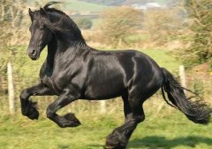 同樣是用馬當(dāng)標(biāo)志的車企，雖