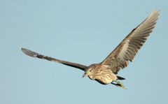 不怕大眾帶字母，就怕車標帶